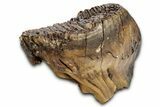 Fossil Woolly Mammoth Lower M Molar - Siberia #337196-7